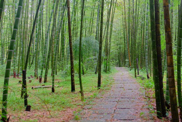 孟宗竹林古戰場 | 小半天竹海